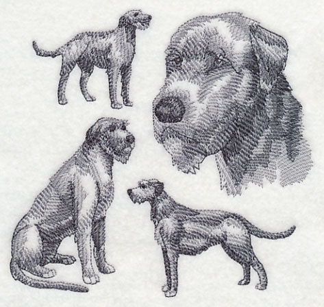 Irish Wolfhound Sketch