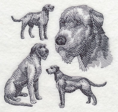 Irish Wolfhound Sketch