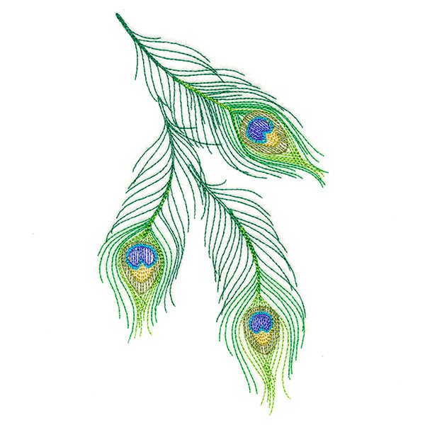 Cascading Peacock Feathers