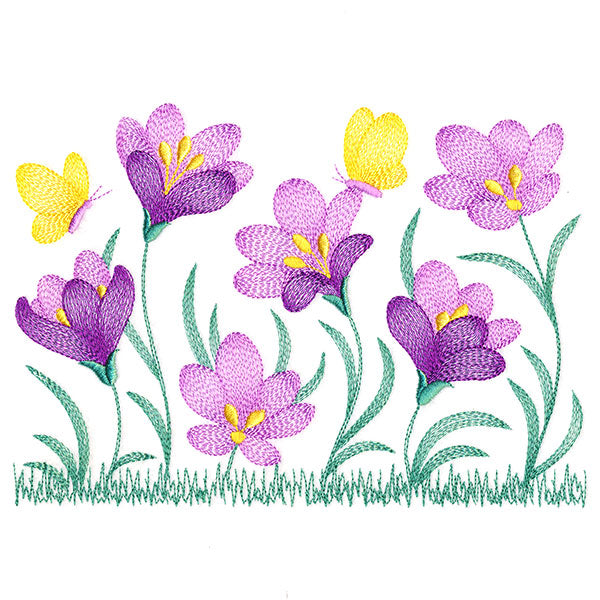 Wild and Blooming Crocus Border