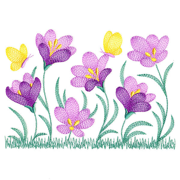 Wild and Blooming Crocus Border