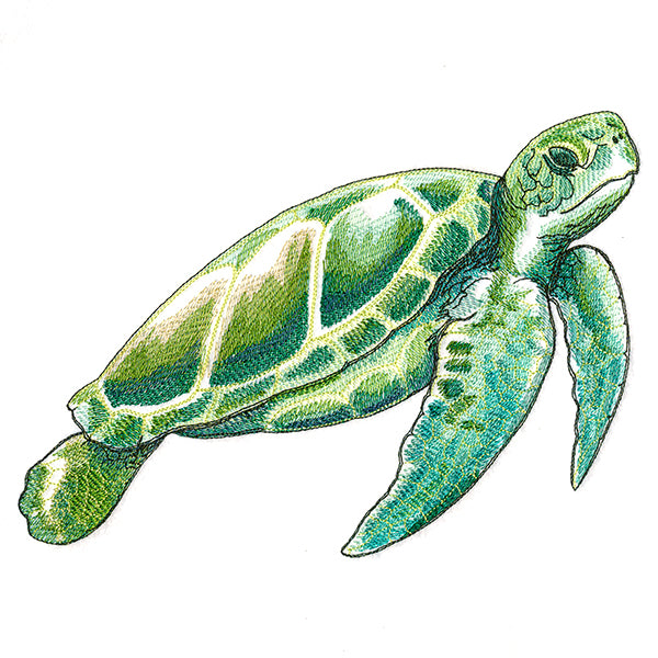 Coastal Sea Turtle