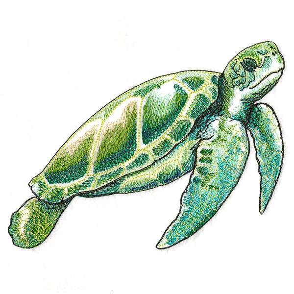 Coastal Sea Turtle
