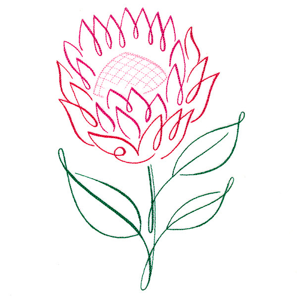 Tropical Calligraphy in Bloom - Protea
