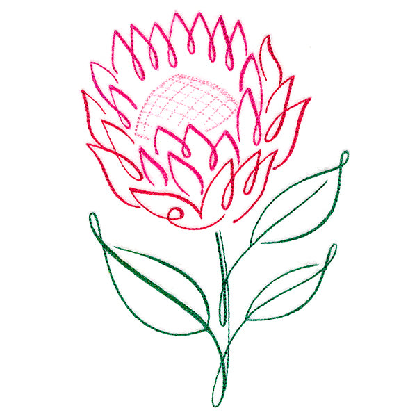 Tropical Calligraphy in Bloom - Protea