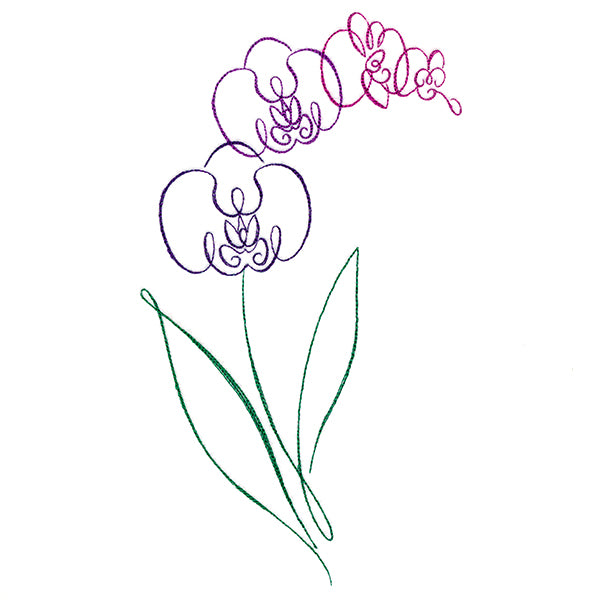 Tropical Calligraphy in Bloom - Orchid