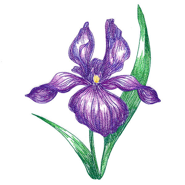 Iris in Bloom