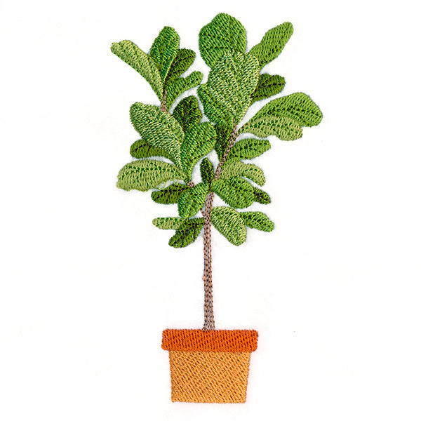 Houseplant Heaven - Fiddle Leaf Fig