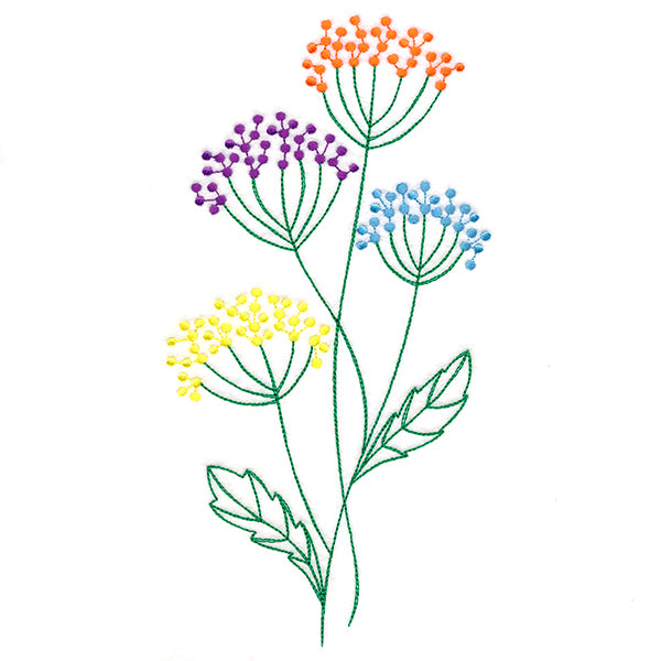 Delightful Queen Anne's Lace