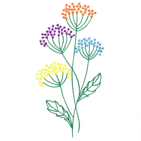 Delightful Queen Anne's Lace