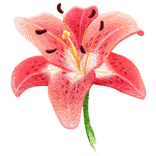 Lily in Bloom