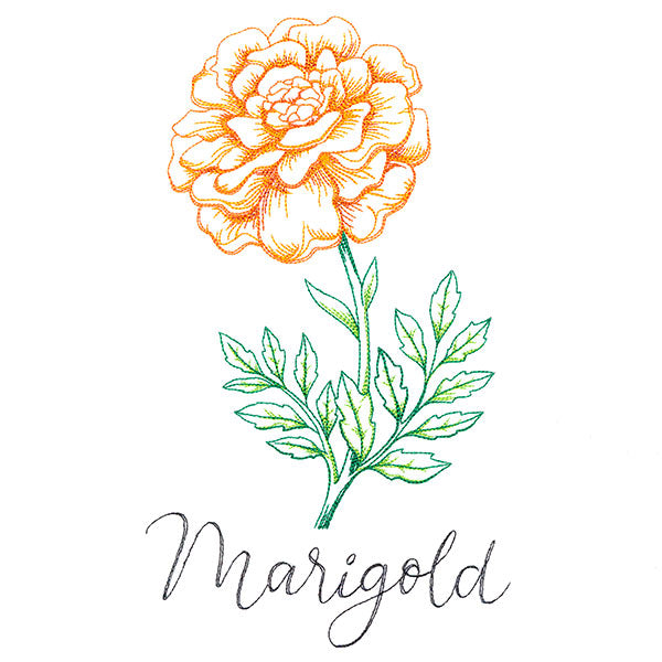 Wild Blooms - Marigold