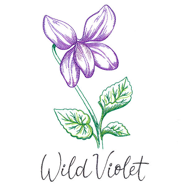 Wild Blooms - Wild Violet