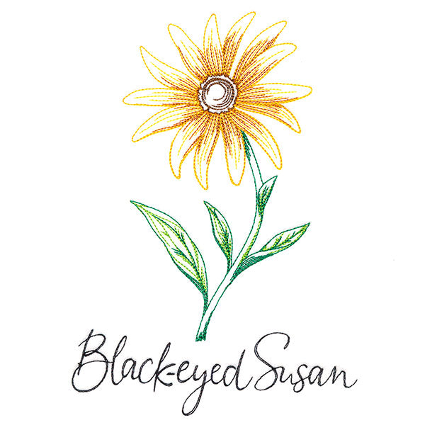 Wild Blooms - Black-Eyed Susan