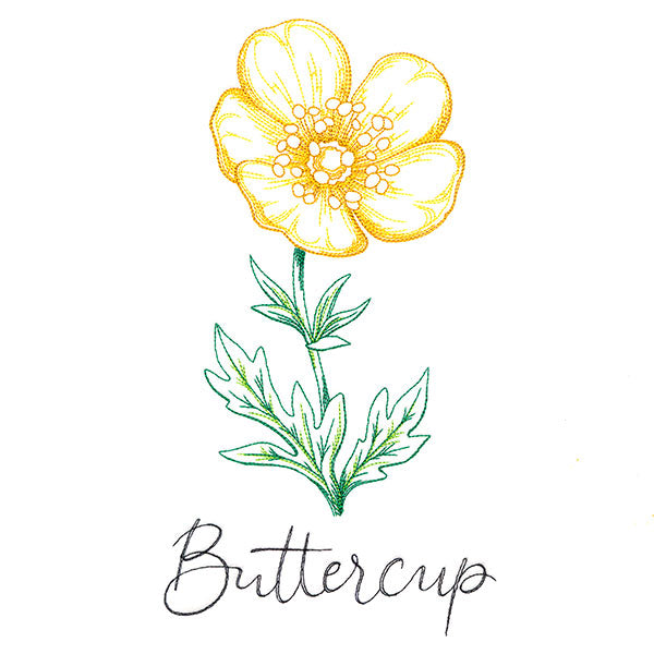 Wild Blooms - Buttercup