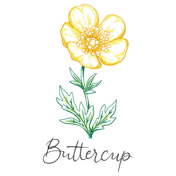 Wild Blooms - Buttercup