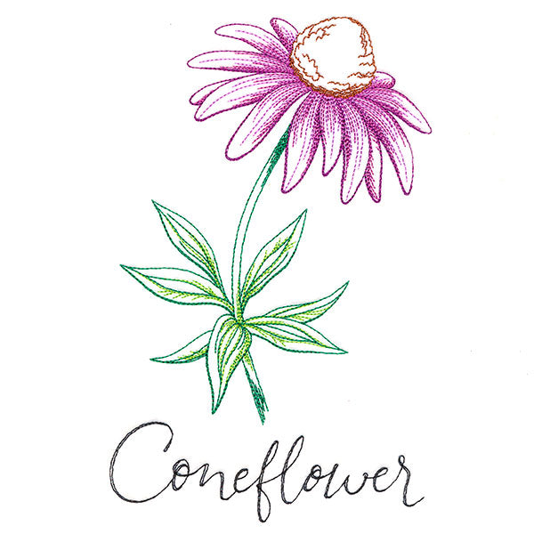Wild Blooms - Coneflower