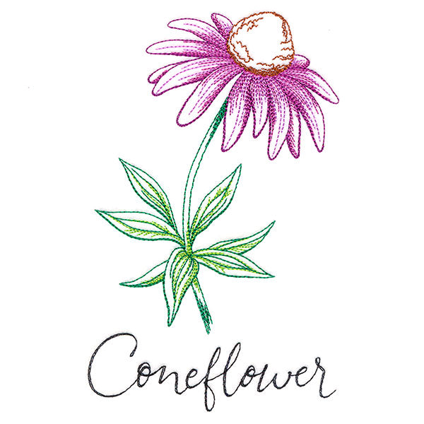 Wild Blooms - Coneflower