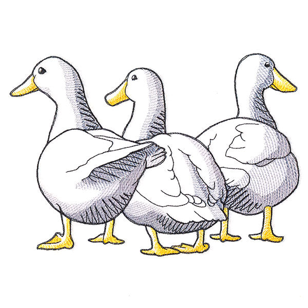 Duck Trio - Back