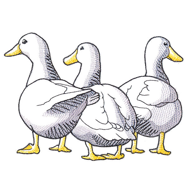 Duck Trio - Back