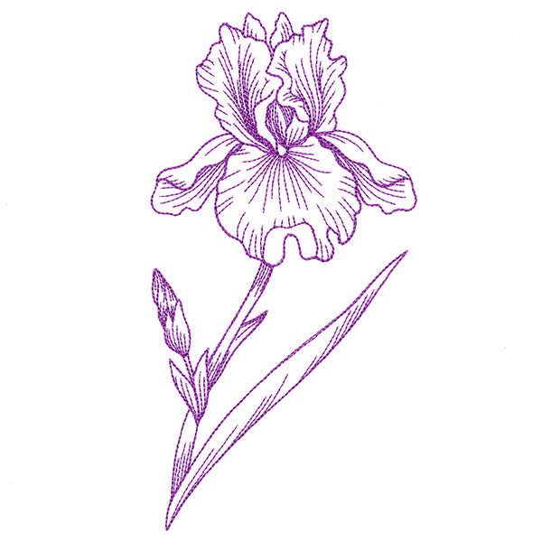 Blossoming Iris Etching