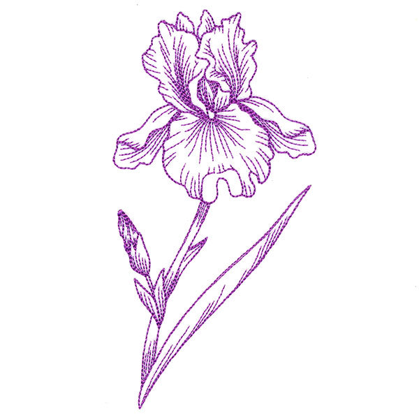 Blossoming Iris Etching
