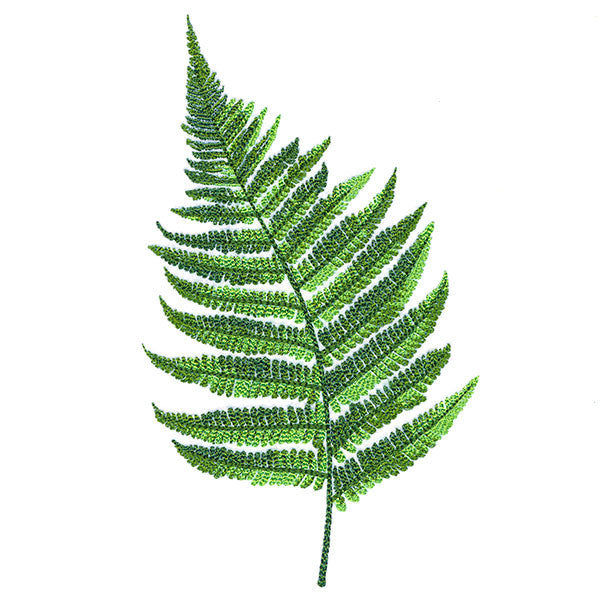 Simple Fern
