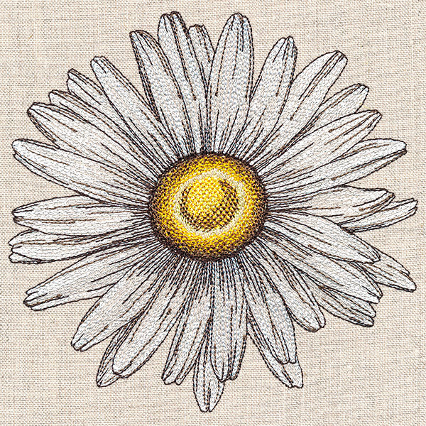 Shining Daisy