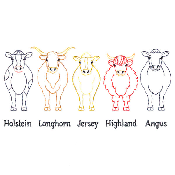 Cattle Breeds Border