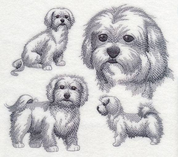 Maltese Sketch
