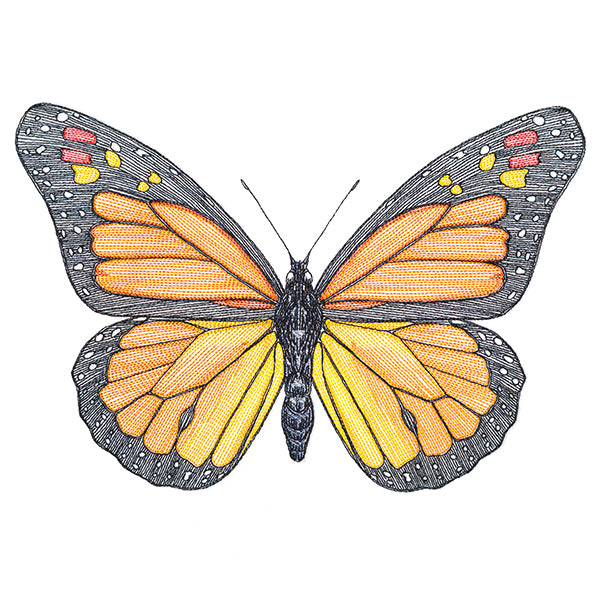 Vibrant Monarch Etching