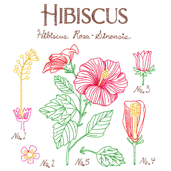 Botanical Illustrations - Hibiscus