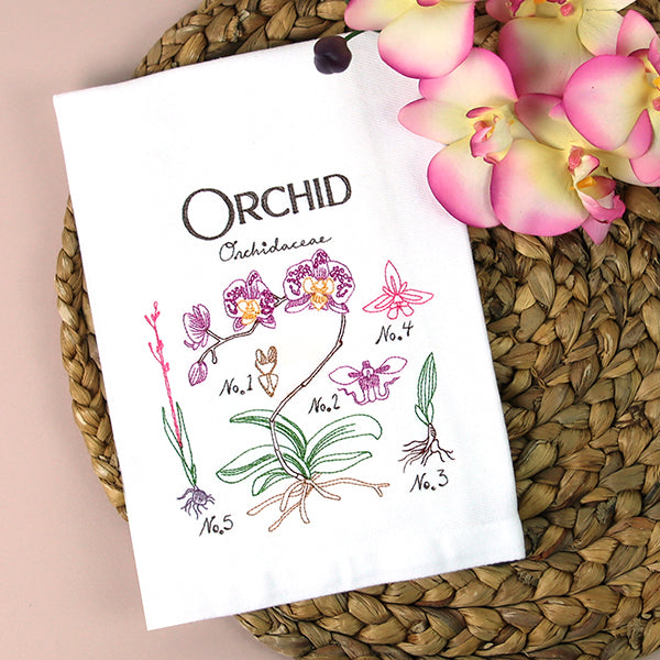 Botanical Illustrations - Orchid
