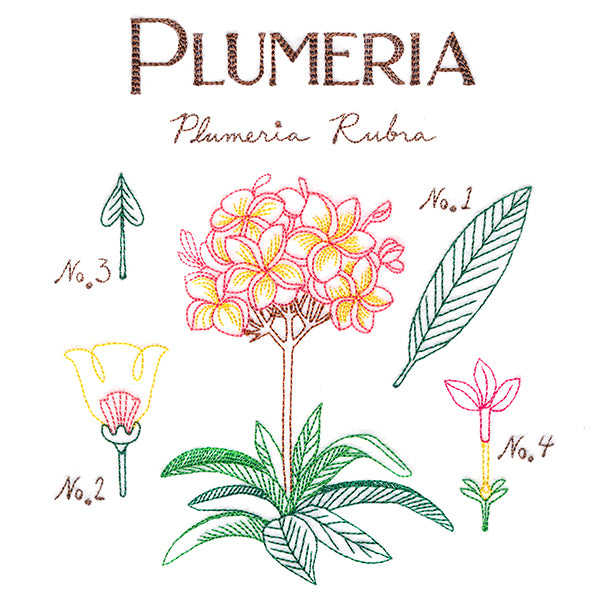 Botanical Illustrations - Plumeria