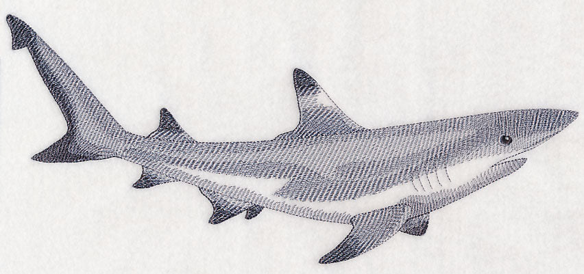 Black-Tipped Reef Shark Sketch