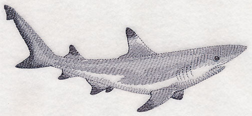 Black-Tipped Reef Shark Sketch