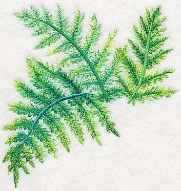 Ferns in Watercolor