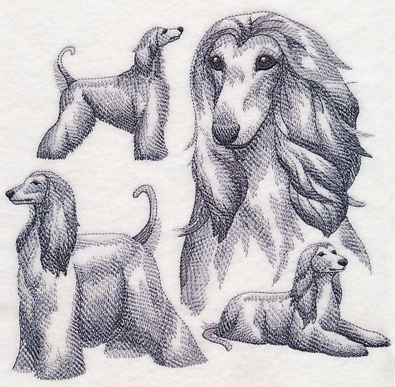 Afghan Hound Sketch