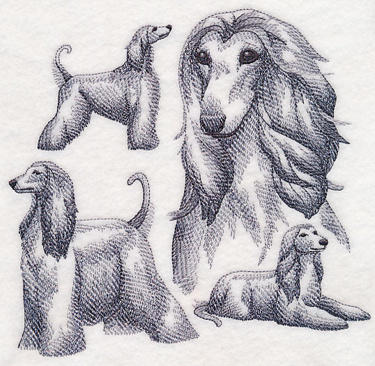 Afghan Hound Sketch