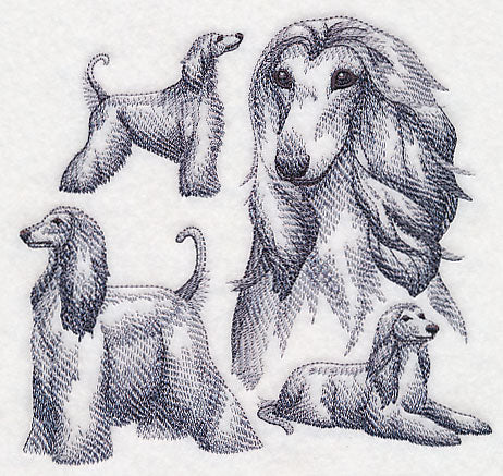 Afghan Hound Sketch