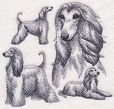 Afghan Hound Sketch