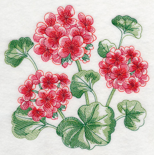 Geranium Sketch