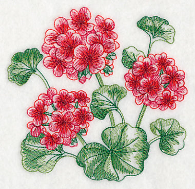 Geranium Sketch
