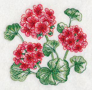 Geranium Sketch