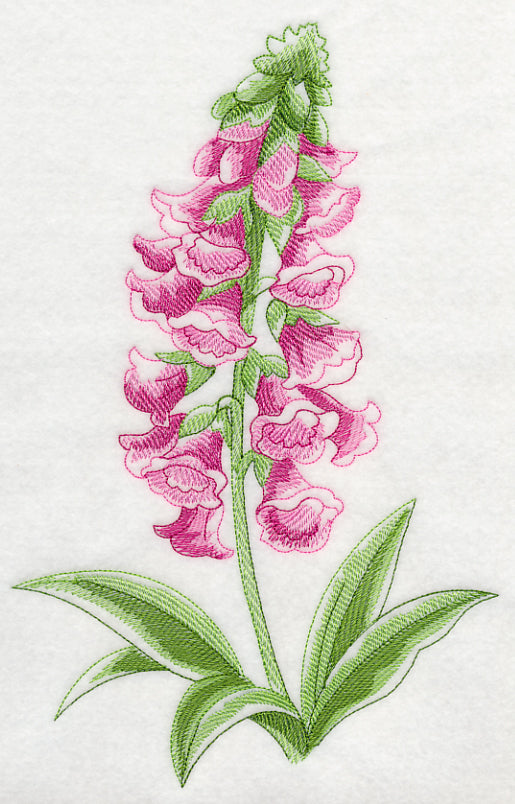 Foxglove Beauty