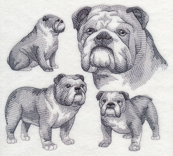 English Bulldog Sketch