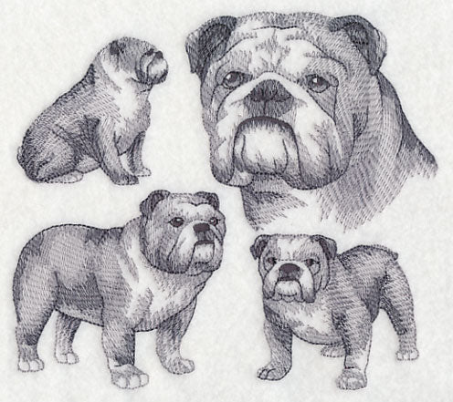 English Bulldog Sketch