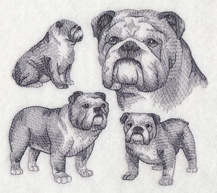 English Bulldog Sketch
