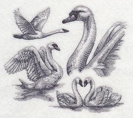 Swan Sketch