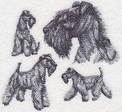 Kerry Blue Terrier Sketch